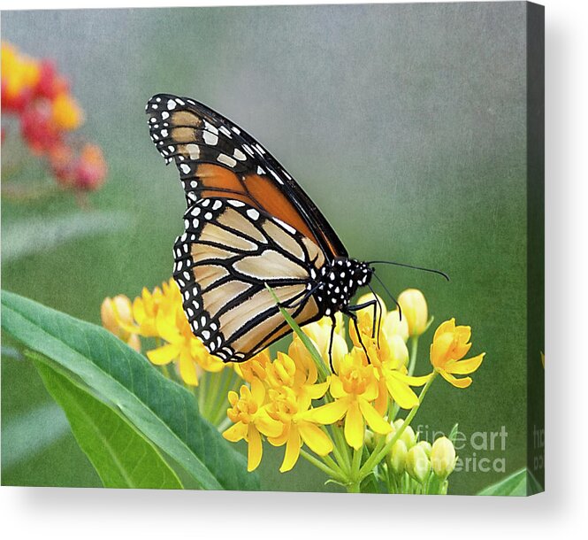 Flower Acrylic Print featuring the photograph Monarch on Yellow by Ann Jacobson