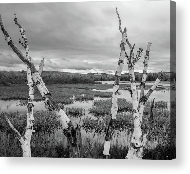 New Hampshire Acrylic Print featuring the photograph Moody Birch by Don Mennig