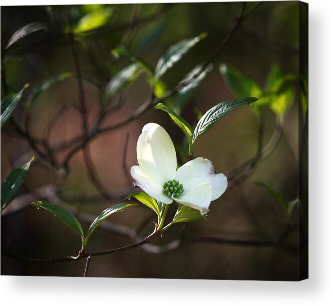 Dogwood Acrylic Print featuring the photograph Morning Dogwood at Buffalo River Trail by Michael Dougherty