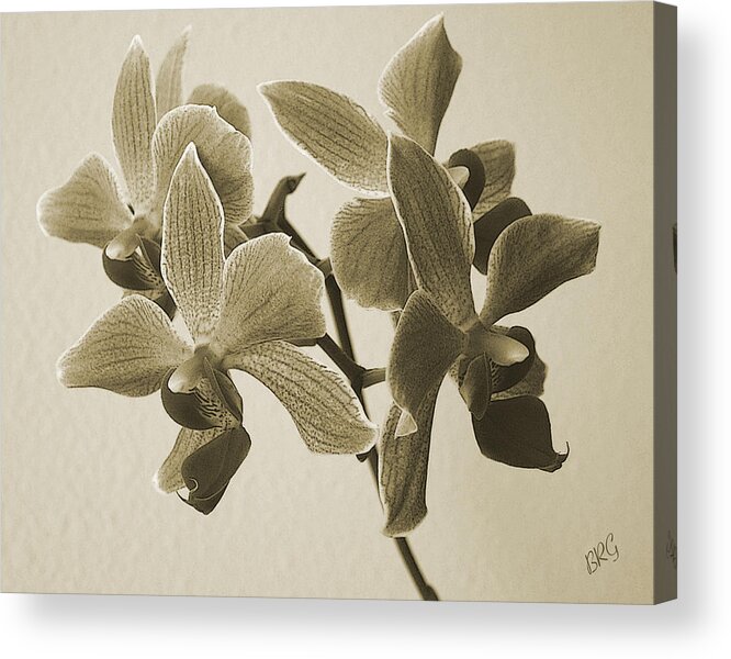 Orchid Acrylic Print featuring the photograph Morning Orchid by Ben and Raisa Gertsberg