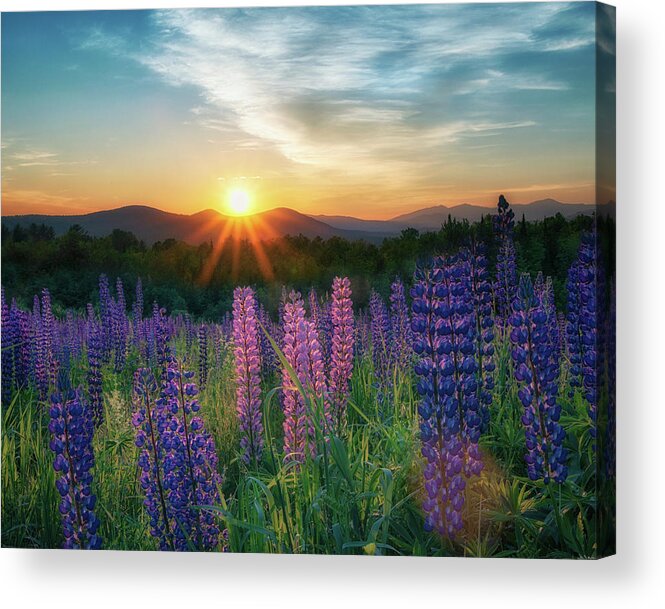 #lupines#spring#sunrise#sugarhill#newhampshire#wildflowers#fields#mountains Acrylic Print featuring the photograph Morning Sun by Darylann Leonard Photography