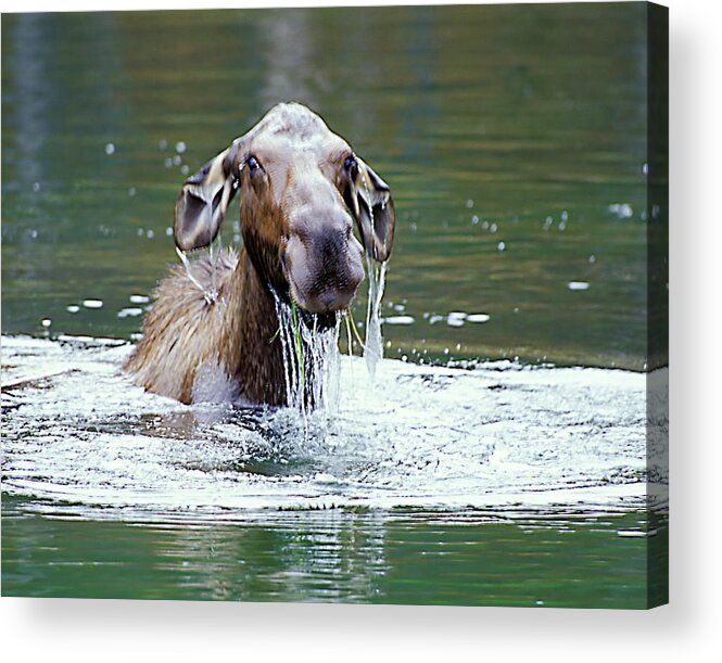 Moose Acrylic Print featuring the photograph Mossy Moose by Gary Beeler