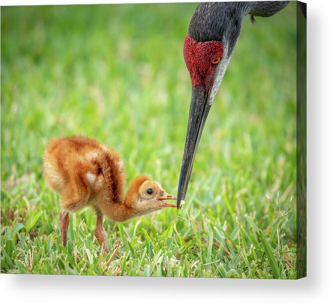 Myeress Acrylic Print featuring the photograph Mother feeding baby by Joe Myeress