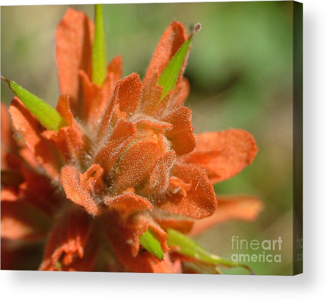 Orange Acrylic Print featuring the photograph Mountainside Indian Paintbrush by Katie LaSalle-Lowery