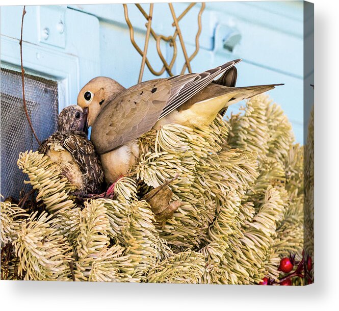 Dove Acrylic Print featuring the photograph Mourning Dove and Chick by Steven Ralser
