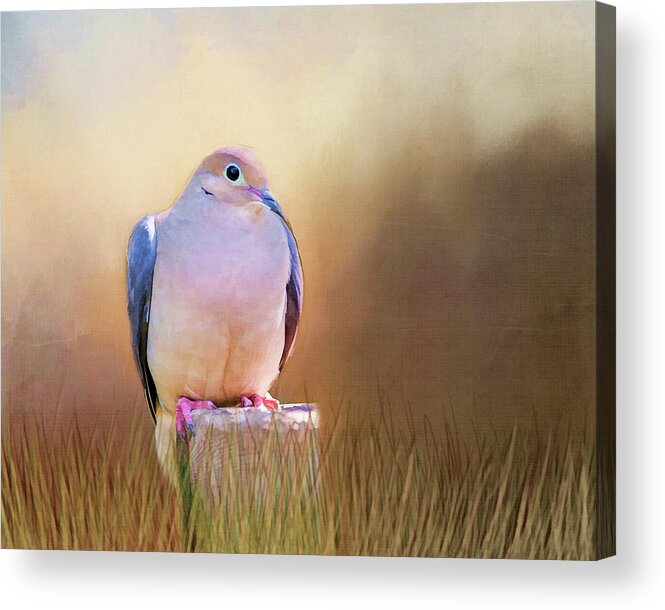 Dove Acrylic Print featuring the photograph Mourning Dove Painted Portrait by Cathy Kovarik