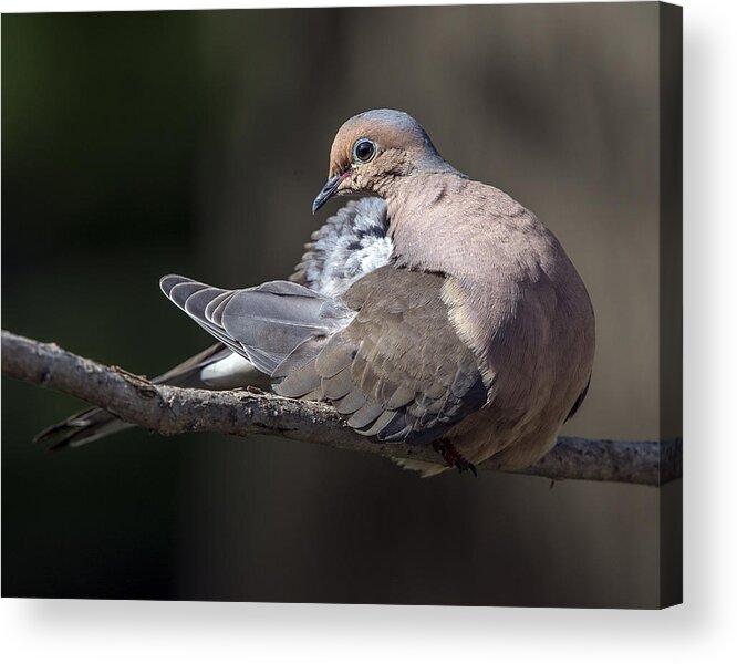 Wildlife Acrylic Print featuring the photograph Mourning dove profile by William Bitman