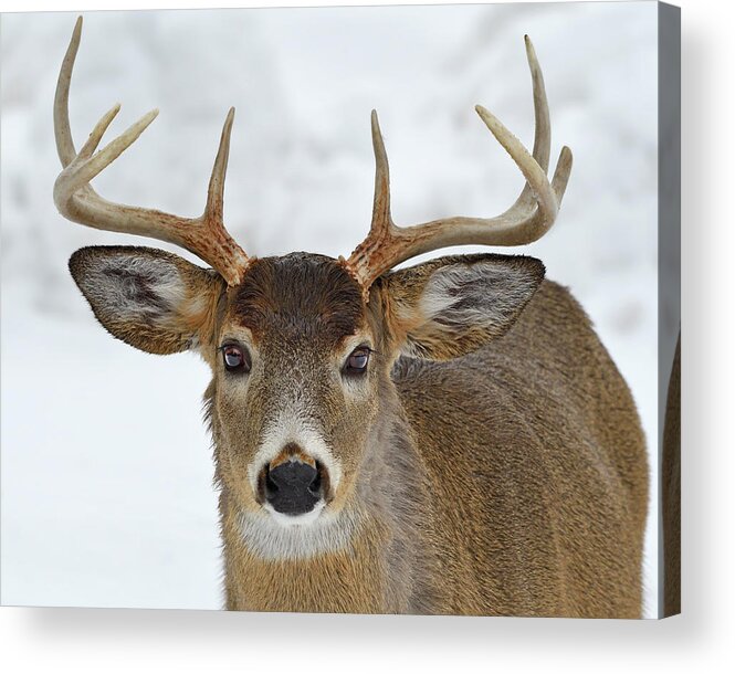 White-tailed Deer Acrylic Print featuring the photograph Mug Shot by Tony Beck