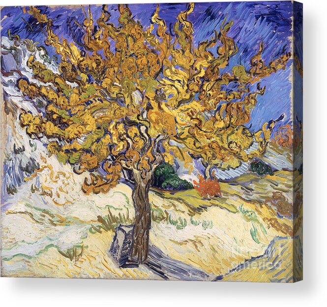 Mulberry Acrylic Print featuring the painting Mulberry Tree by Vincent Van Gogh