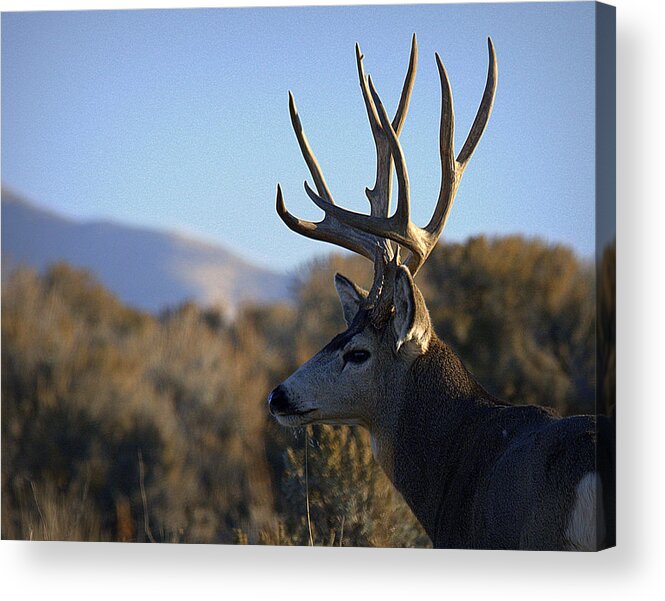 Mule Deer Buck Wildlife Rocky Mountains Nature High Country Rack Acrylic Print featuring the photograph Mule Deer Royalty by Dirk Johnson