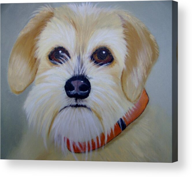 Dog Acrylic Print featuring the painting Muttonchop the Terrier Mix by Debra Campbell
