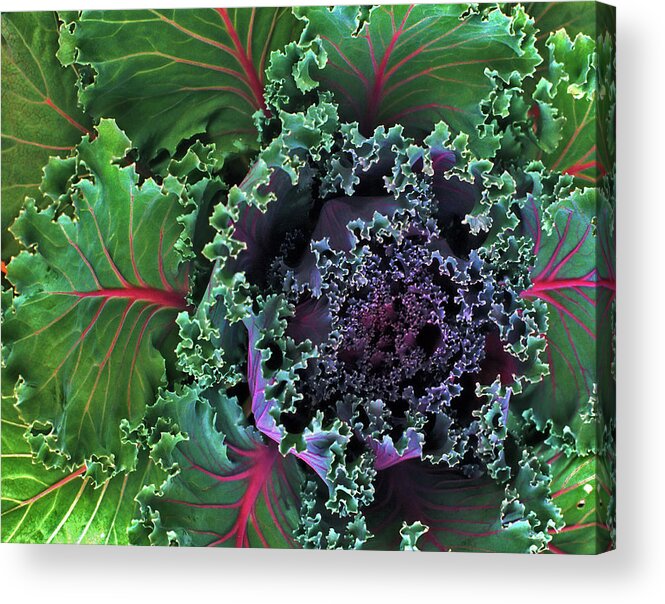 Kale Acrylic Print featuring the photograph Naples Kale by Lynda Lehmann