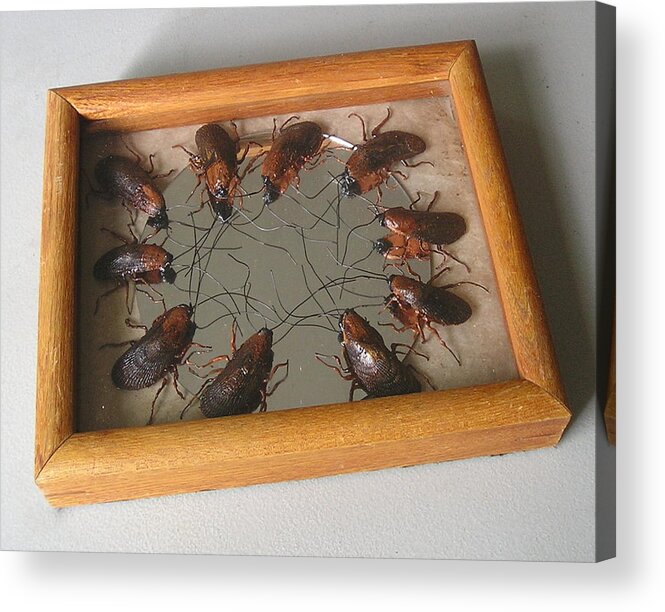  Acrylic Print featuring the mixed media Narcissistic Cockroaches by Roger Swezey