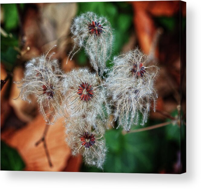 Plant Acrylic Print featuring the photograph Natural Plant Designs by Robert Pilkington