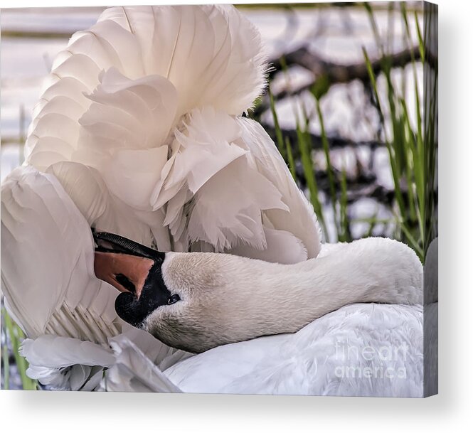Swan Preening Acrylic Print featuring the photograph Natures Parasol by Mary Lou Chmura