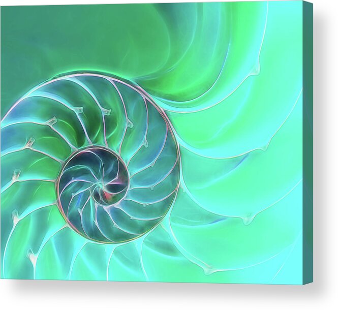 Nautilus Shell Acrylic Print featuring the photograph Nautilus Aqua Spiral by Gill Billington