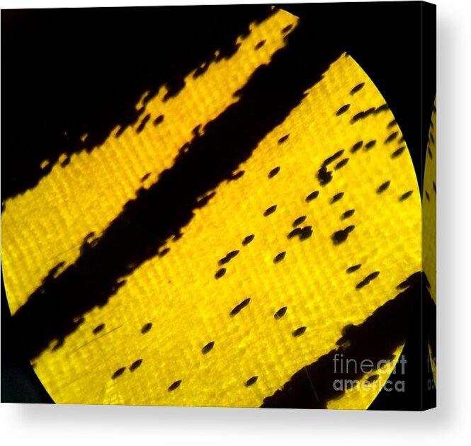 Scale Acrylic Print featuring the photograph Neon Birdwing Butterfly by KD Johnson