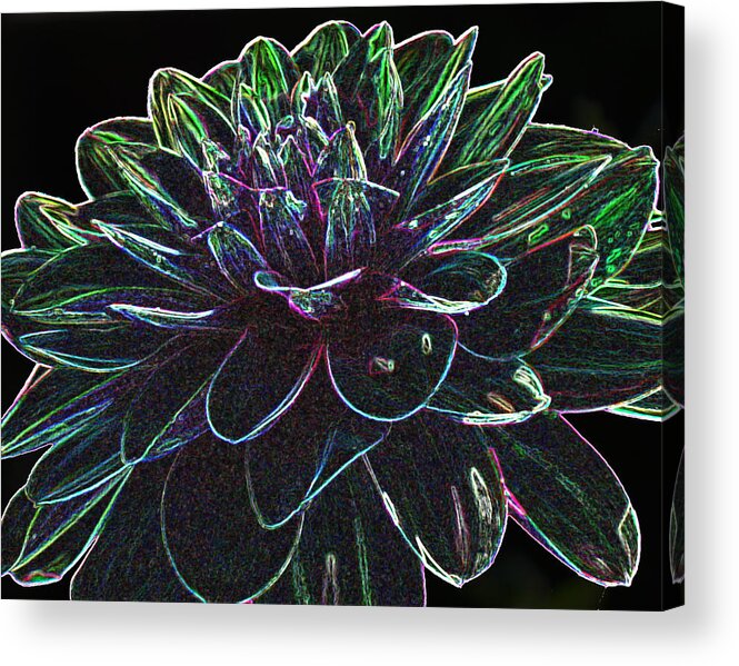 Dahlia Acrylic Print featuring the photograph Neon Garden Dahlia I by Judith Turner