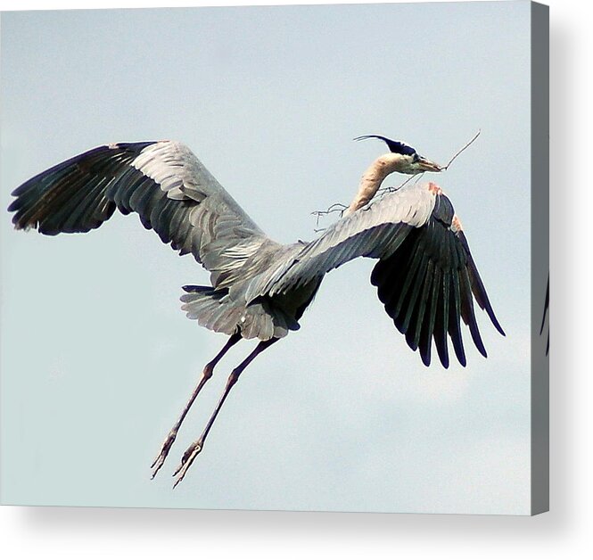 Woodstork Acrylic Print featuring the photograph Nest Building II by Sandy Poore