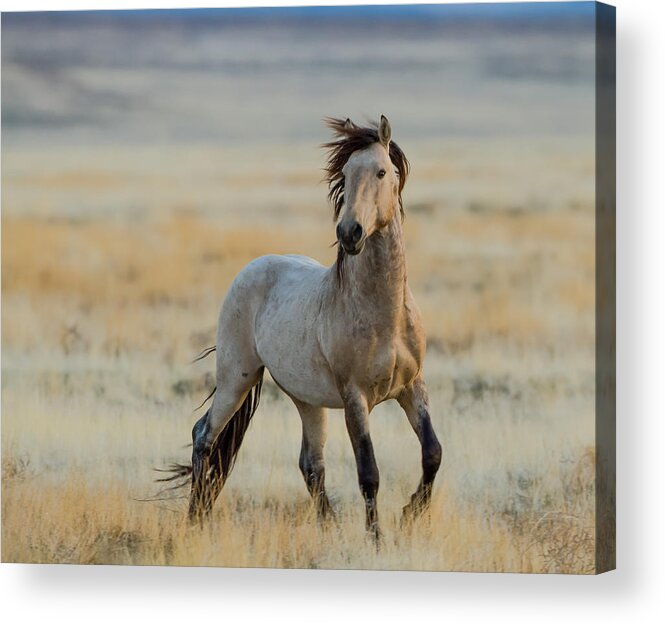 Wild Horse Acrylic Print featuring the photograph New Stallion by Kent Keller