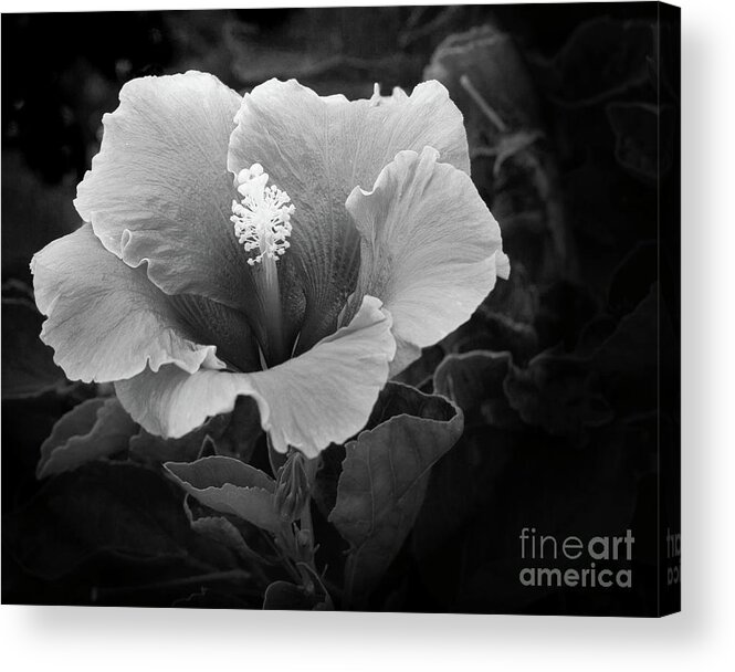 Black And White Photograph Acrylic Print featuring the photograph Night Flower by Robert Pilkington