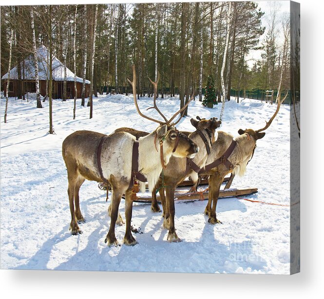Deer Acrylic Print featuring the photograph Northern deers by Irina Afonskaya