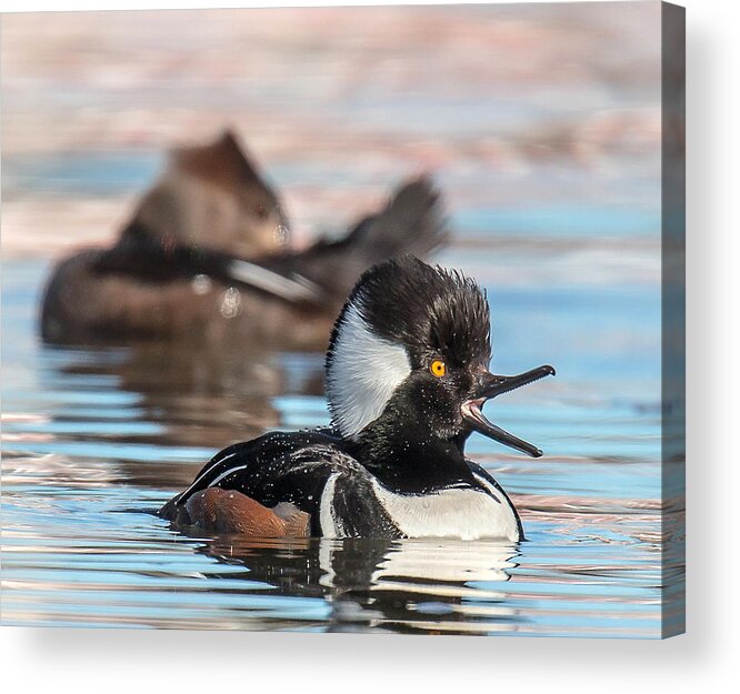 Hooded Merganser Acrylic Print featuring the photograph Not Listening by Carl Olsen
