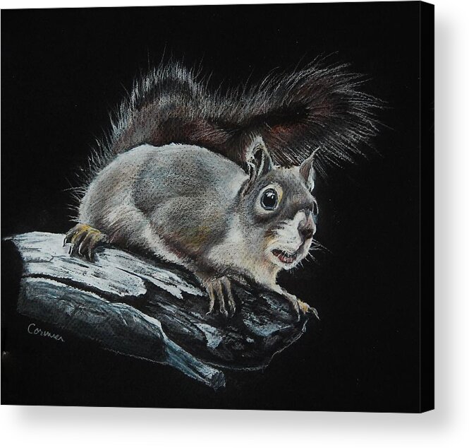 Squirrel Acrylic Print featuring the drawing Oh Nuts by Jean Cormier