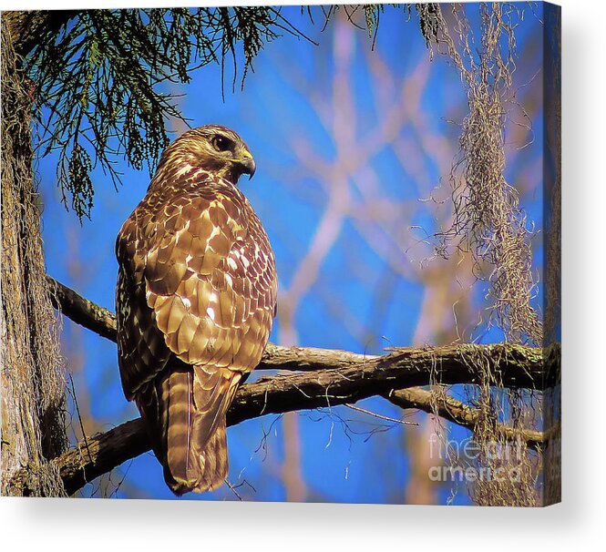Nature Acrylic Print featuring the photograph Okefenokee Swamp Red-Tailed Hawk - Buteo Jamaicensis by DB Hayes