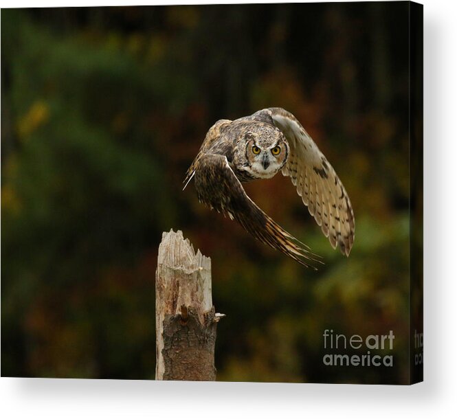 Great Horned Owl Acrylic Print featuring the photograph On A Mission by Heather King