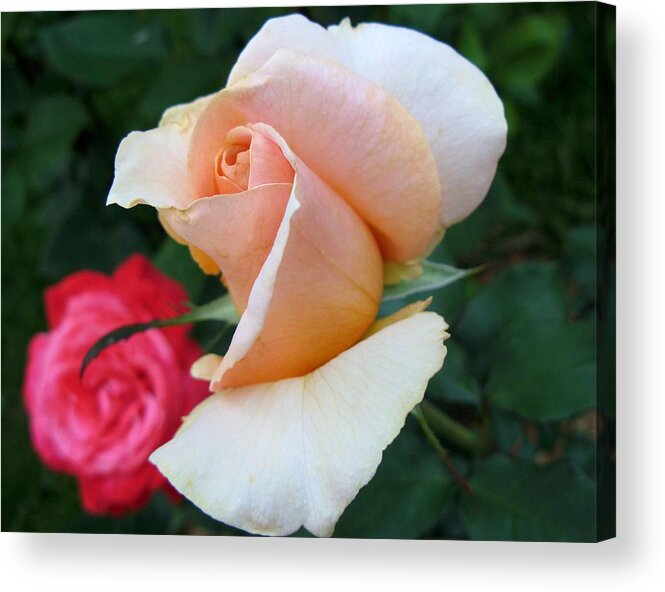 Rose Acrylic Print featuring the photograph On-looker by Carol Sweetwood