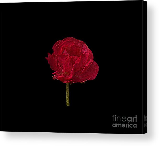 Flower Acrylic Print featuring the photograph One Red Flower Tee Shirt by Donna Brown