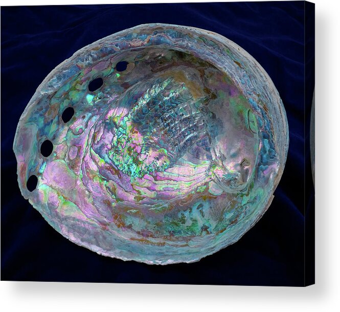 Abalone Acrylic Print featuring the photograph Opalescent Abalone Seashell on Blue Velvet by Kathy Anselmo