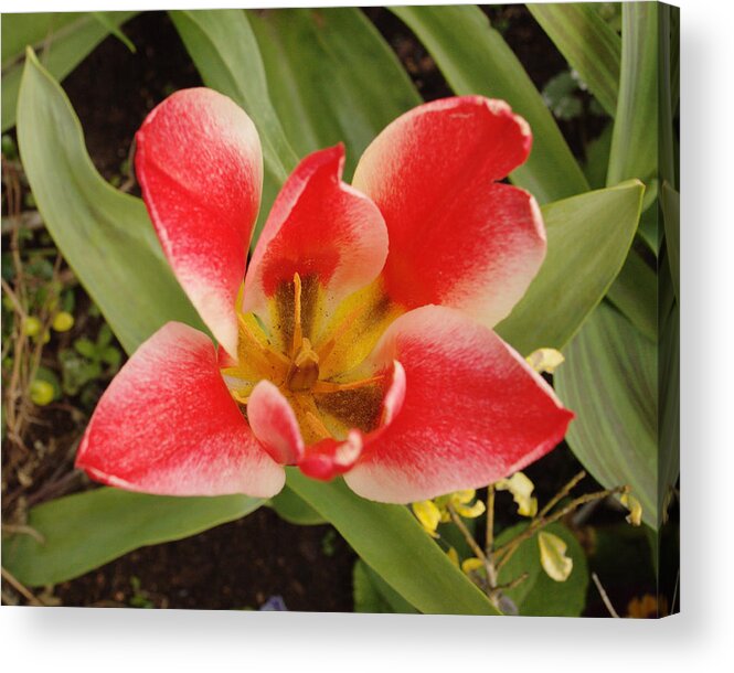 Flowers Acrylic Print featuring the photograph Open Tulip by Adrian Wale