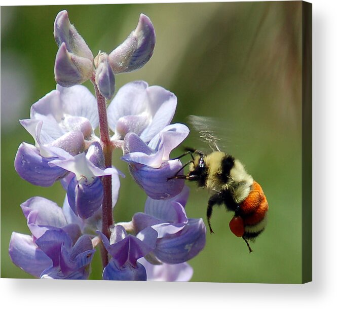Bee Acrylic Print featuring the photograph Orange Banded Bumbler by Kevin Munro