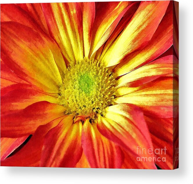 Flower Acrylic Print featuring the photograph Orange Burst by Allen Beatty
