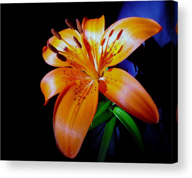 Flower Acrylic Print featuring the photograph orange Glow by Robert Och