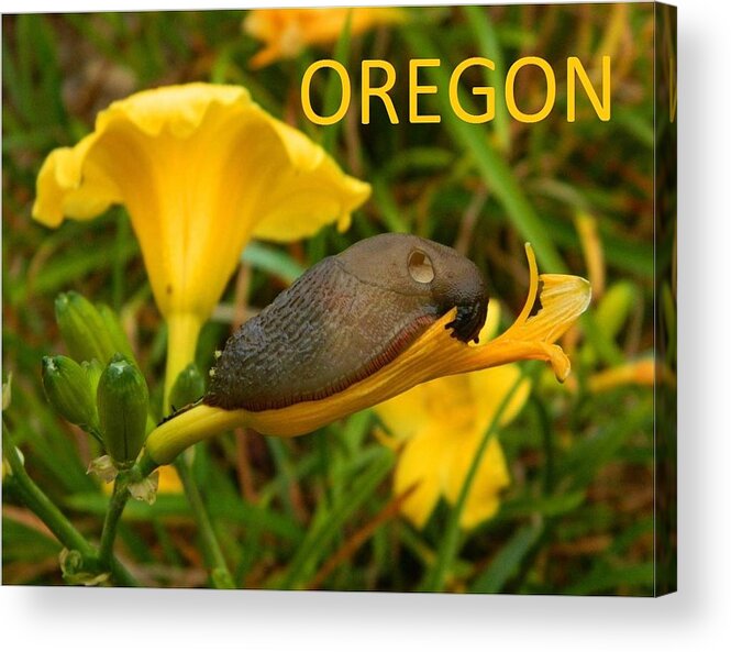 Oregon Acrylic Print featuring the photograph Oregon Slug by Gallery Of Hope 
