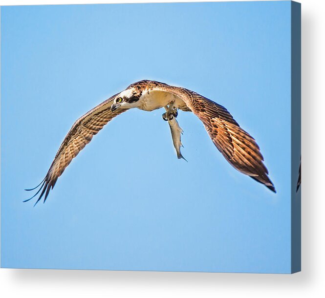 Ospre Carrying Lunch Acrylic Print featuring the photograph Ospre Carrying Lunch by Joe Granita