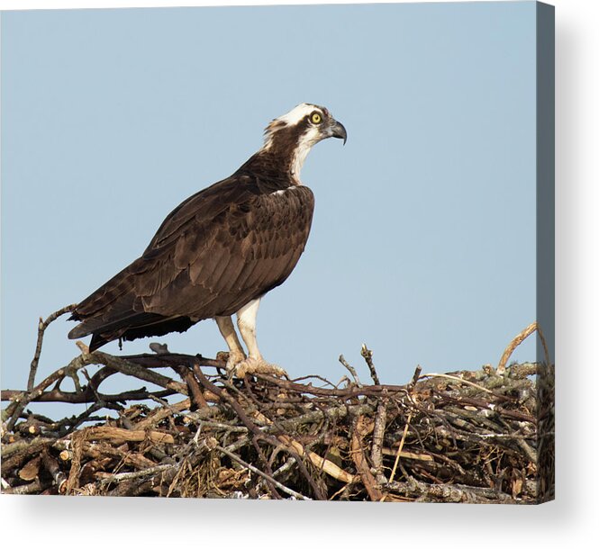 Osprey Acrylic Print featuring the photograph Osprey in Nest by Gary E Snyder