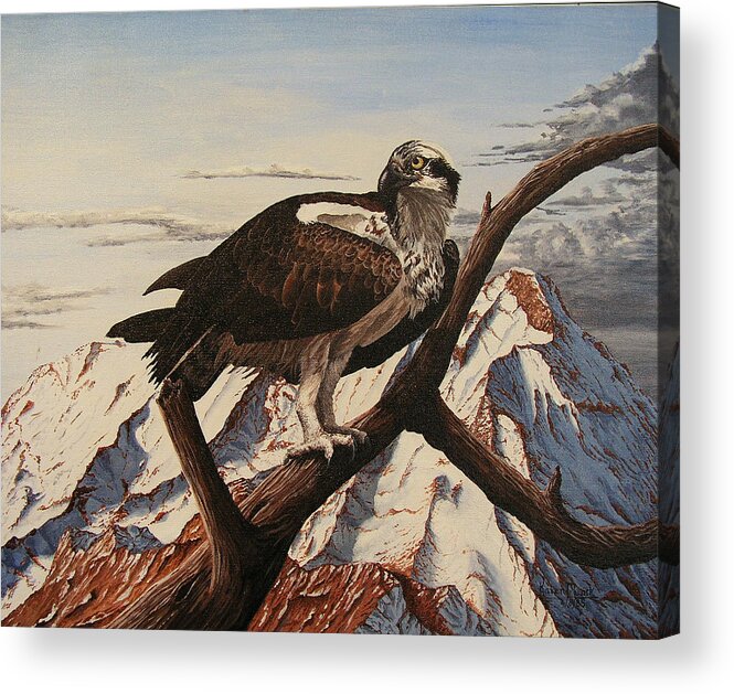 Bird Acrylic Print featuring the painting Osprey Lost by Karen Musick