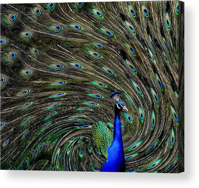 Peacock Acrylic Print featuring the photograph Outrageous Peacock by Joe Bonita