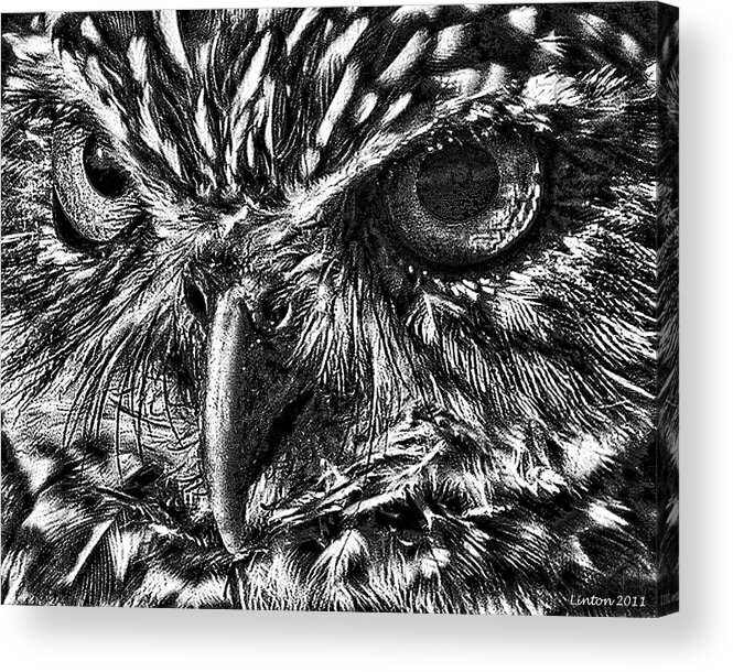 Owl Acrylic Print featuring the digital art Owl Eyes by Larry Linton