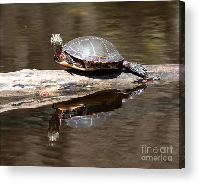 Art Acrylic Print featuring the photograph Painted Reflection by Phil Spitze