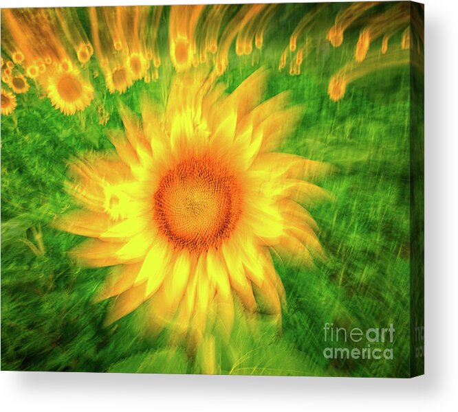 Sunflowers Acrylic Print featuring the photograph Painterly sunflower twirl by Izet Kapetanovic