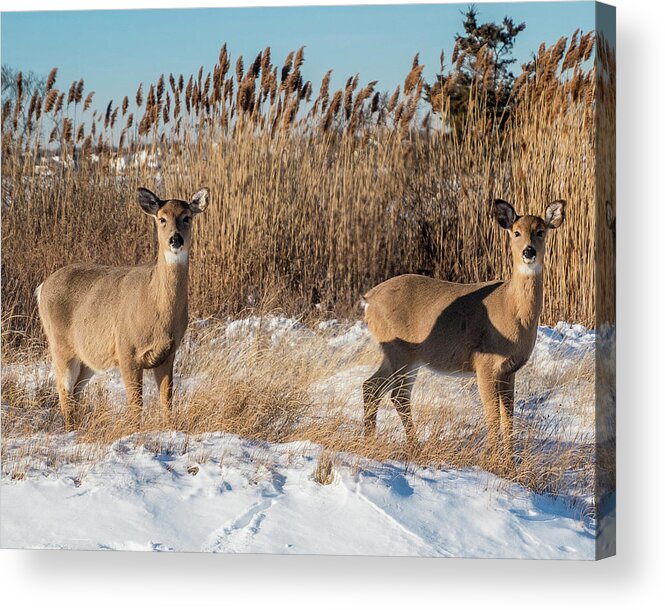 Deer Acrylic Print featuring the photograph Pair of White Tailed Deer by Cathy Kovarik
