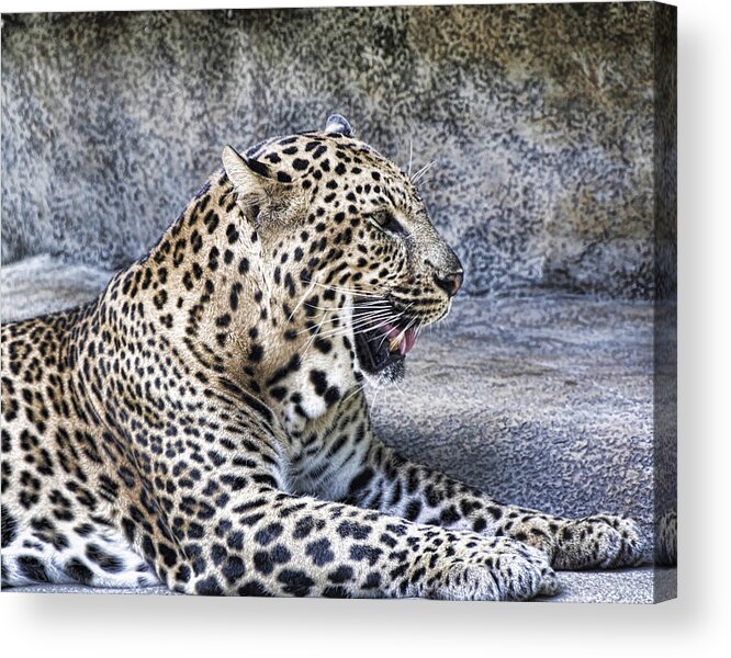 Leapord Acrylic Print featuring the photograph Panting Leapord by Jody Lovejoy