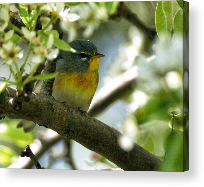 Wildlife Acrylic Print featuring the photograph Parula in a Pear Tree by William Selander