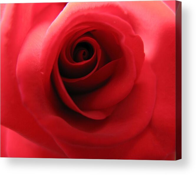 Rose Acrylic Print featuring the photograph Passion by Carol Sweetwood