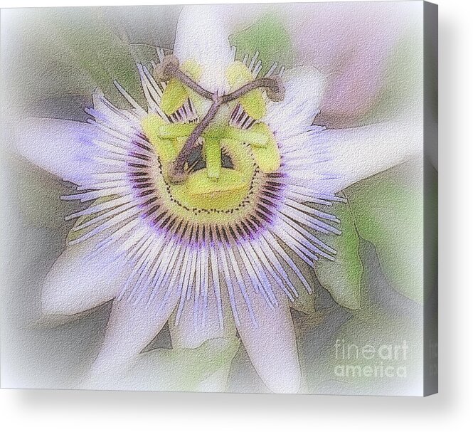 Floral Acrylic Print featuring the photograph Passion Flower by Jodie Marie Anne Richardson Traugott     aka jm-ART